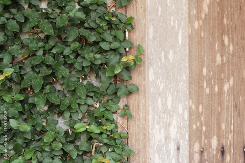 Beautiful green vine is beside the wall.