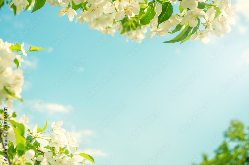 Spring background with flowering apple blossom, white flowers and green leaves with soft sunlight against the sky, soft focus, with copy space for text and postcards.