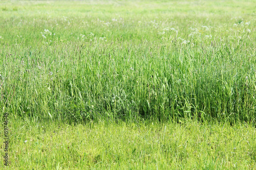 Texture of mown grass and on a summer city lawn. photo