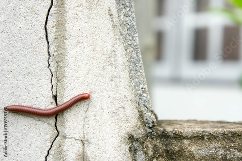Millipede on the wall of the house in the rain. photo