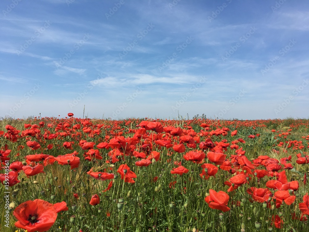 Fototapeta premium Mohnblumen im Feld, Natur, Landschaft 