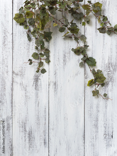 grapevines on wood background