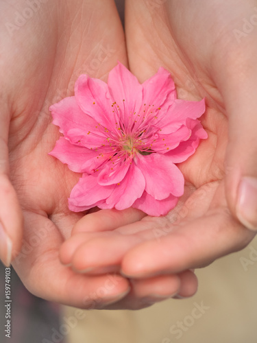 Beautiful Pink Sakura Flowers in hand, Selective Focus