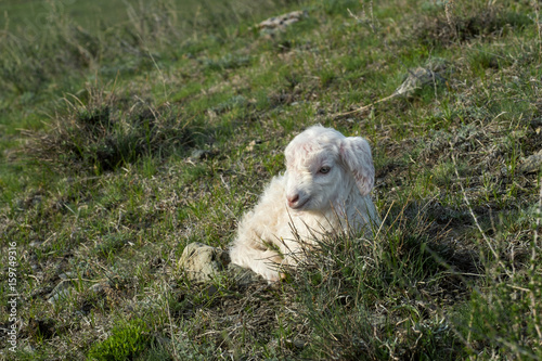 Baby lamb lying
