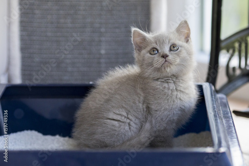 British shorthair kitten