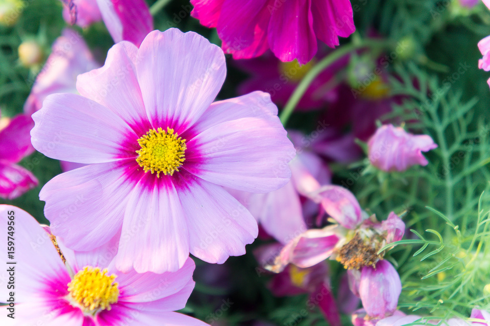 pink cosmos flowers , daisy blossom flowers in the garden pink cosmos flowers , daisy blossom flowers in the garden