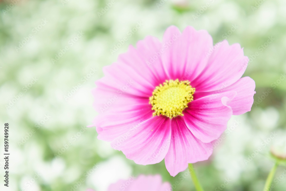 Fototapeta premium pink flowers in the garden , cosmos beautiful flowers sunlight in the morning pastel style vintage