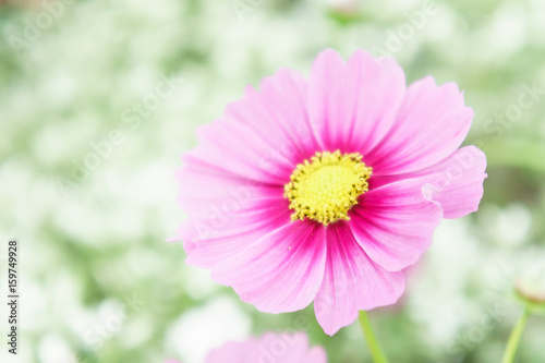 pink flowers in the garden   cosmos beautiful flowers sunlight in the morning pastel style vintage