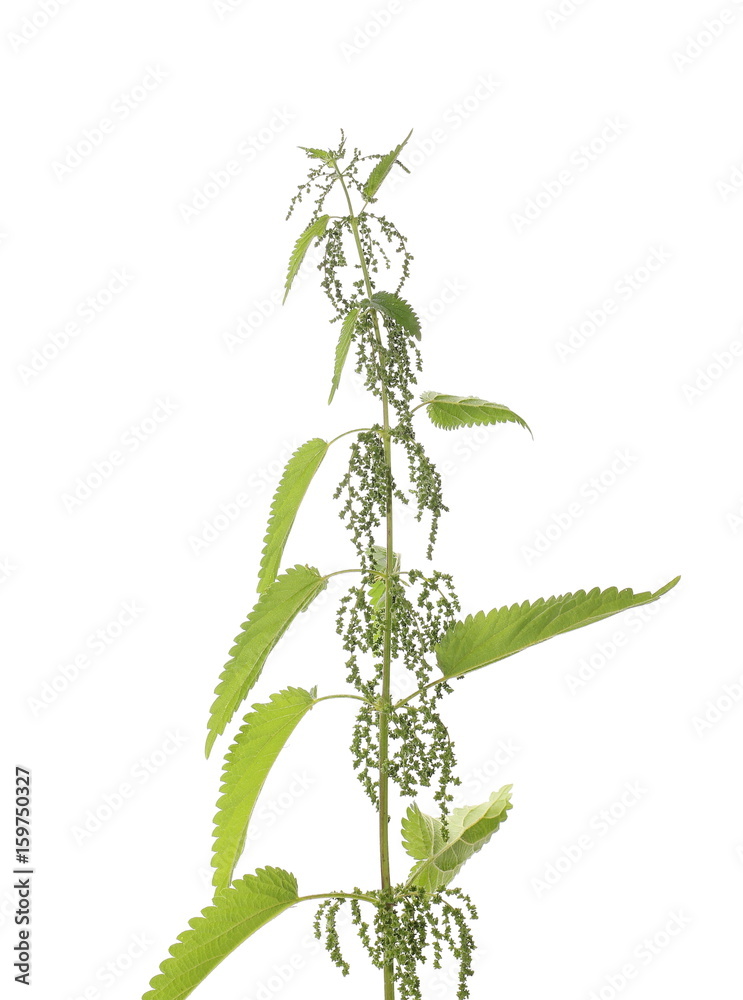 Obraz premium Stinging nettle, isolated on white background