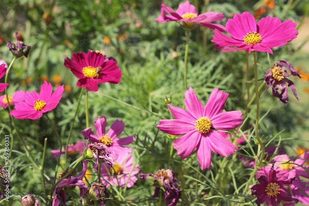 Beautiful cosmos colorful flowers in the garden Beautiful cosmos colorful flowers in the garden