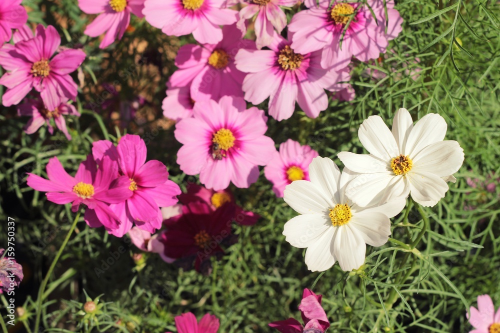 Beautiful cosmos colorful flowers in the garden Beautiful cosmos colorful flowers in the garden