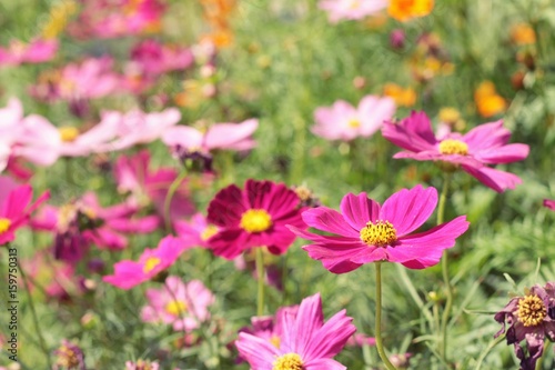 Beautiful cosmos colorful flowers in the garden