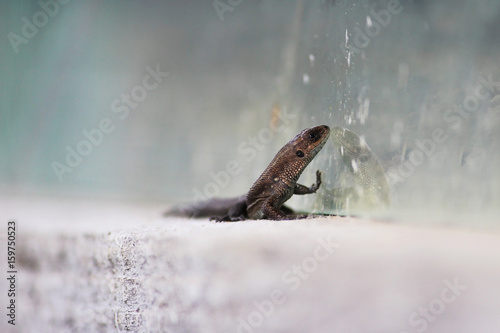 Lizard Lacerta agilis sits on the cornice of a wooden village house.