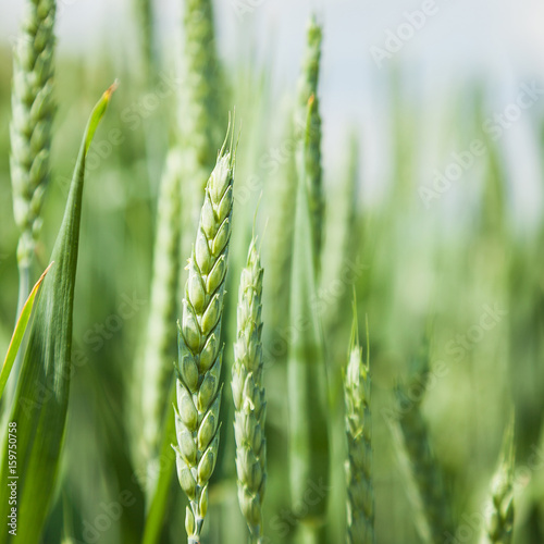 Green wheat field on sunny summer day