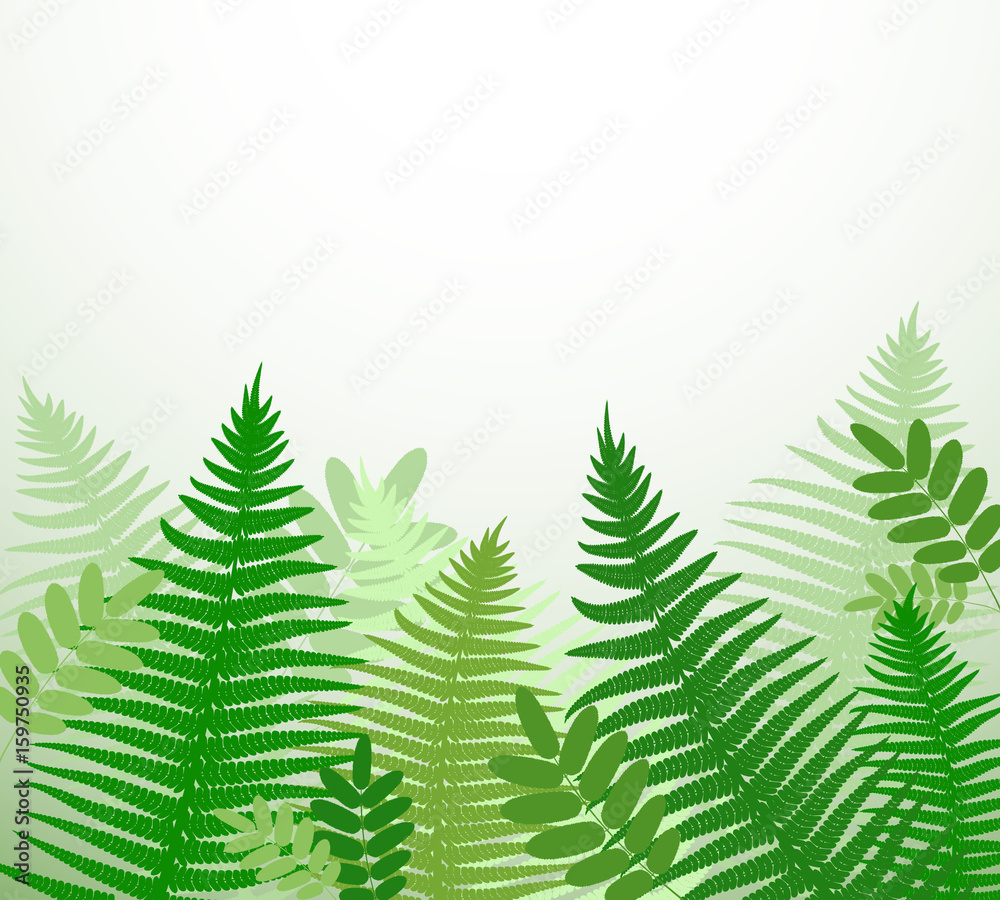 Obraz premium Botanical background with fern branches
