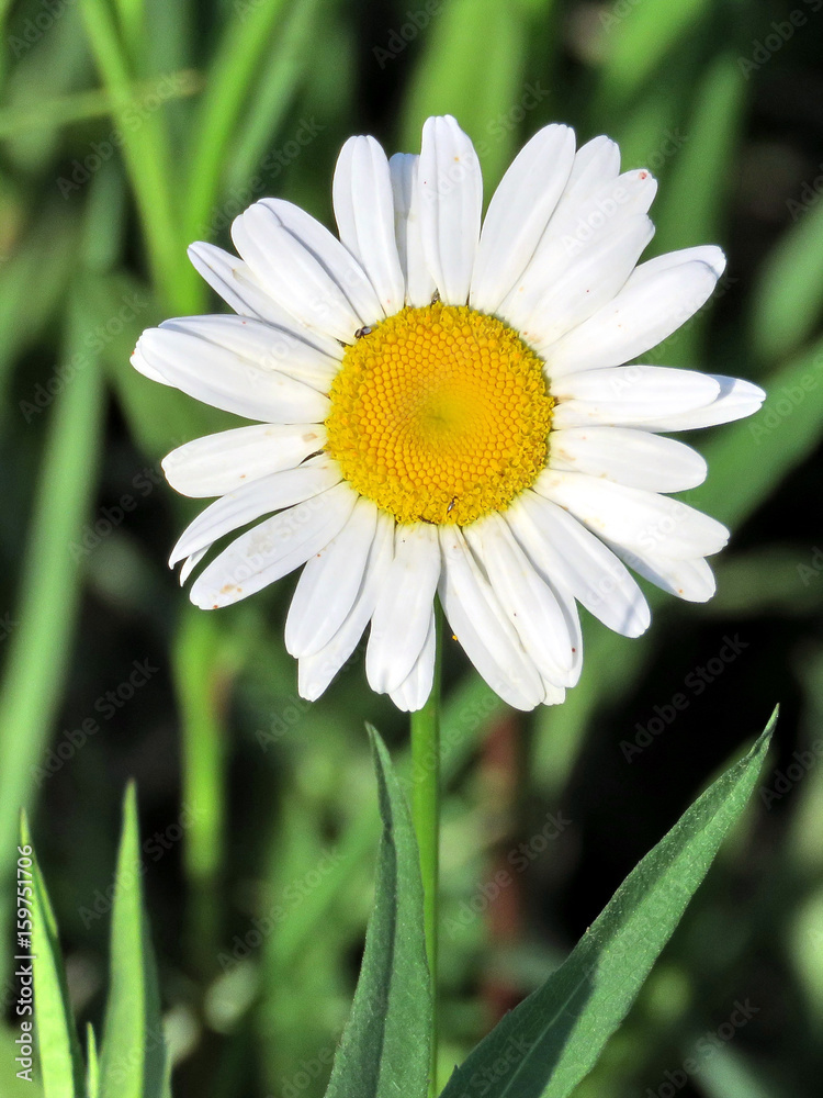 Fototapeta premium Toronto field daisy isolated 2017