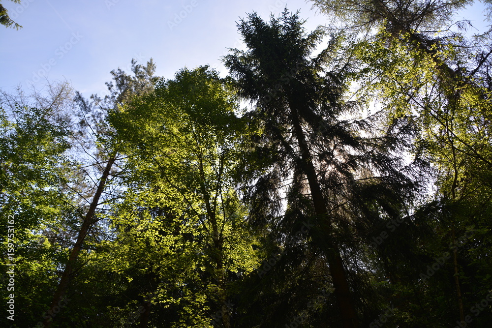 Obraz premium Im Wald