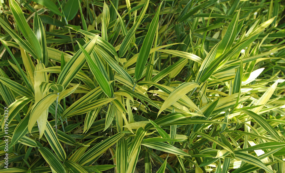 Naklejka premium Bambou nain panaché jaune et vert