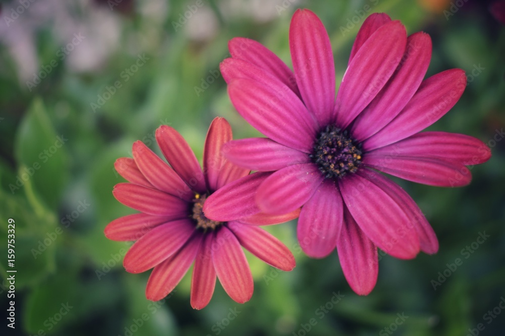 Obraz premium Fleur rose