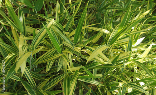 Bambou nain panaché jaune et vert