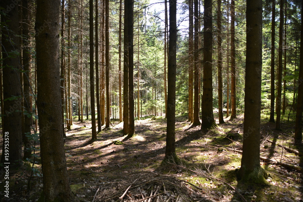 Im Wald Im Wald