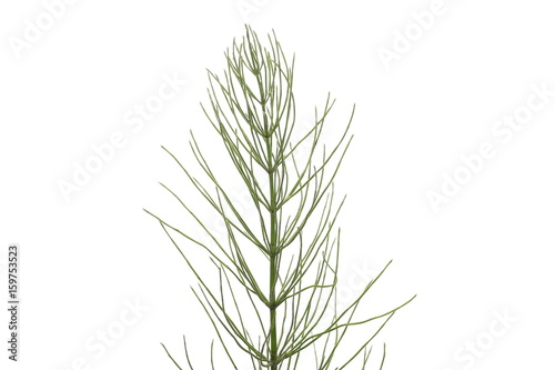 Horsetail (Equisetum arvense), fern, isolated on white