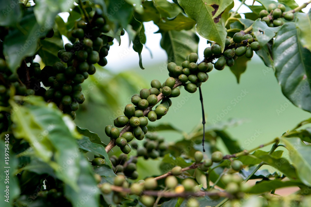 Plantação de café Plantação de café