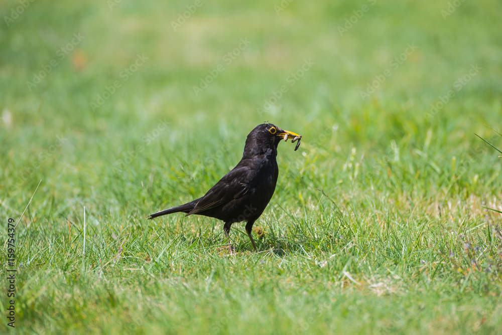 Common blackbird, Turdus merula, eating earthworms on the lawn 