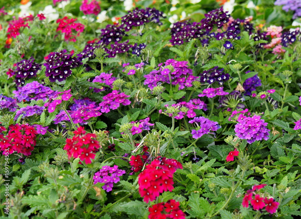 Obraz premium Spring flowers
