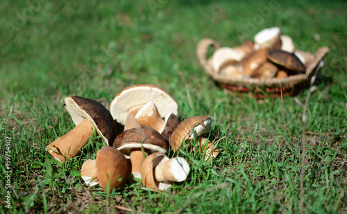 Boletus mushrooms in grass. Selective focus