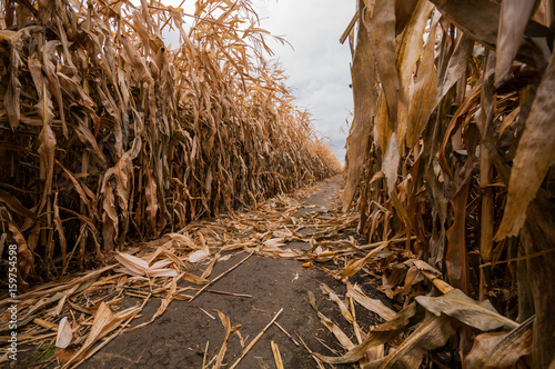 Path in a Corn Maze