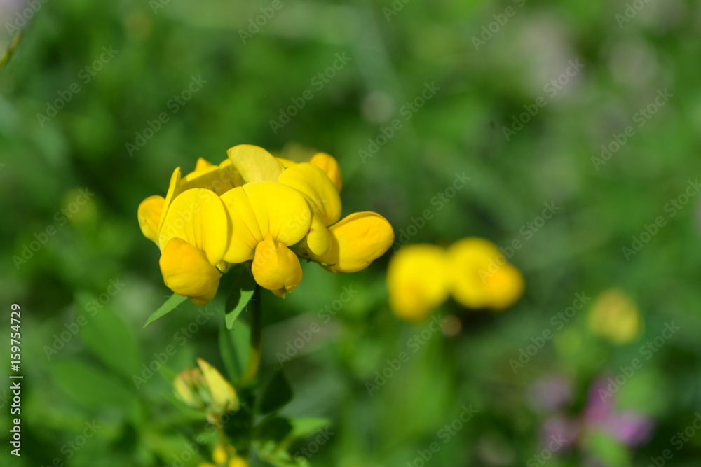 Obraz premium Gelbe Blume