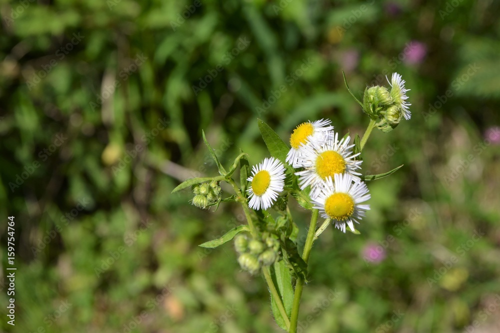 Fototapeta premium Blumen in der Natur