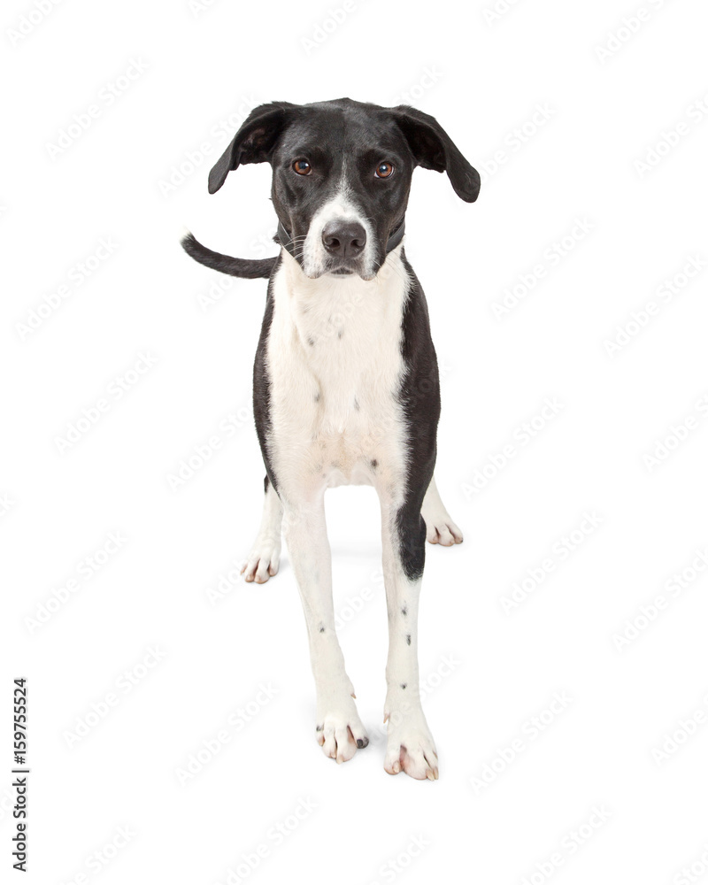 Great Dane Crossbreed Dog Standing Over White