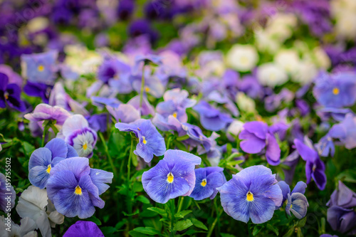 Violets