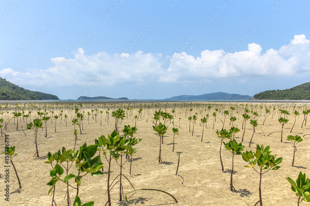 Planted mangrove forest by the shallow water sea with blue sky day background.