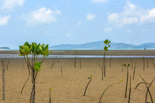 Planted mangrove forest by the shallow water sea with blue sky day background.