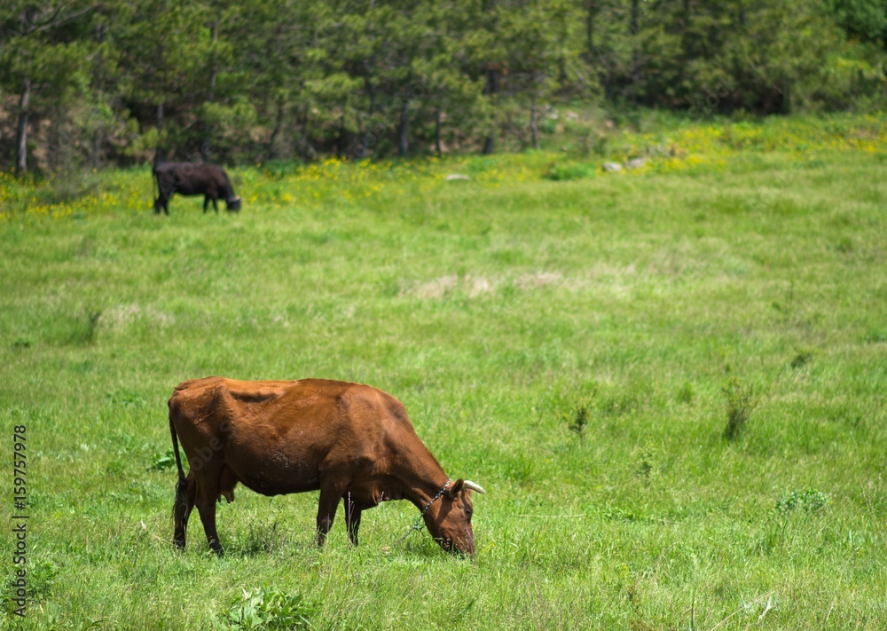 A cow on a green field