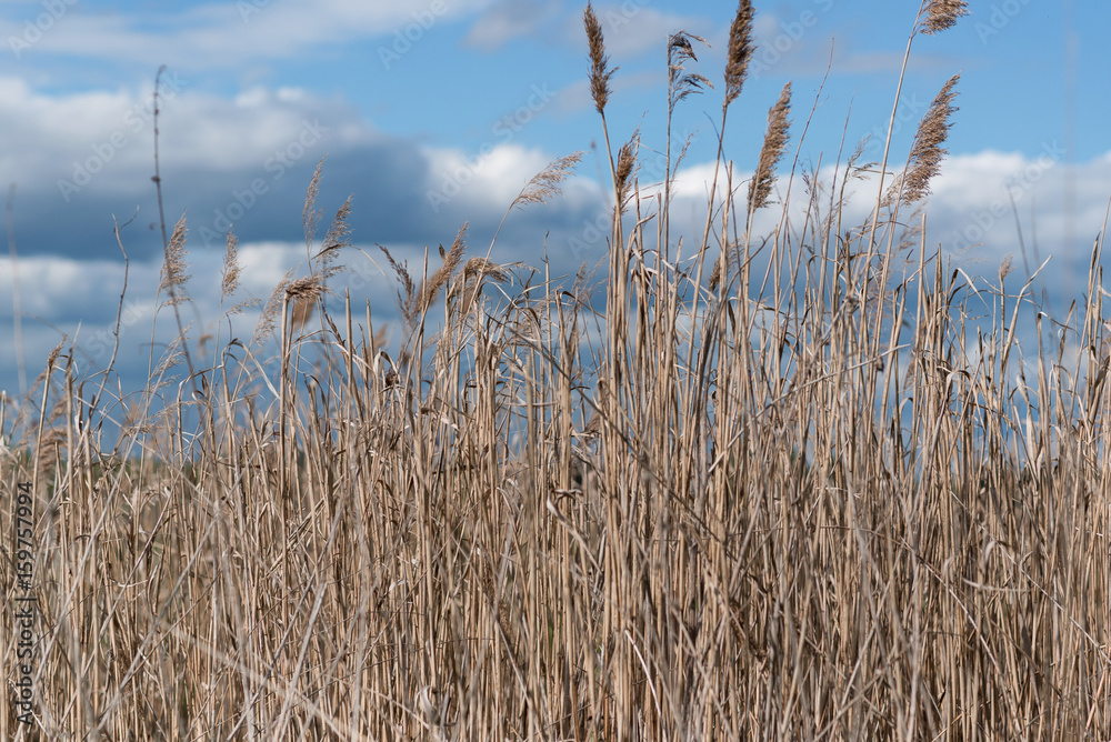 Fototapeta premium Dry ears