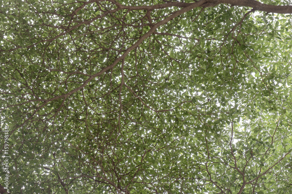 Obraz premium Green leaf / View of green leaf on tree.
