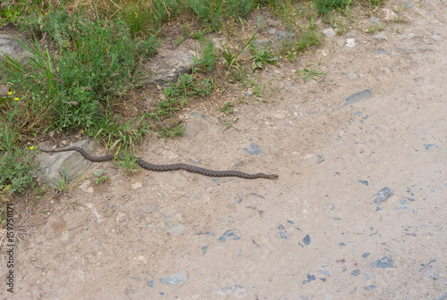Dice snake (Natrix tessellata) trying to warm its body on a stone road