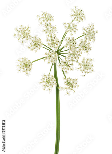 Angelica archangelica flowers photo