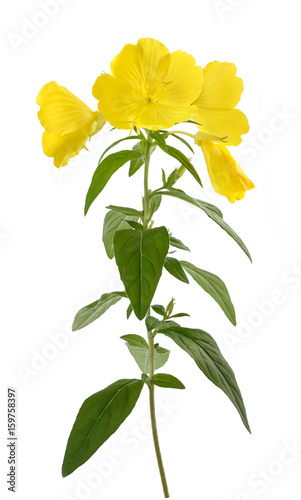 evening primrose (oenothera biennis)