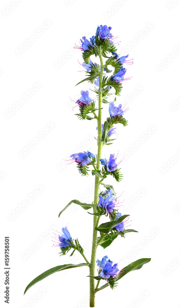 Viper's Bugloss flower Viper's Bugloss flower