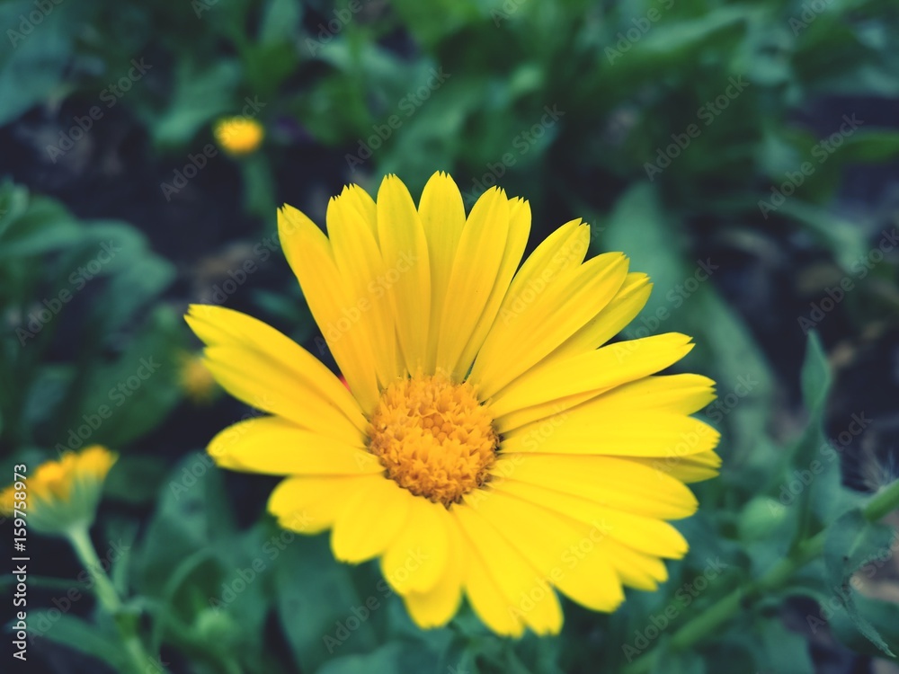 Wildflower Wildflower