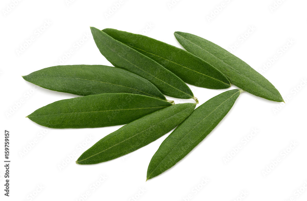 Fresh olive leaves - obrazy, fototapety, plakaty 