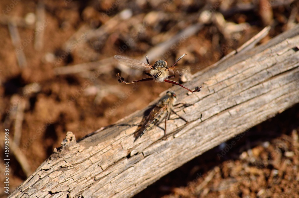 Courtship ritual of robber flies, in flight Courtship ritual of robber flies, in flight