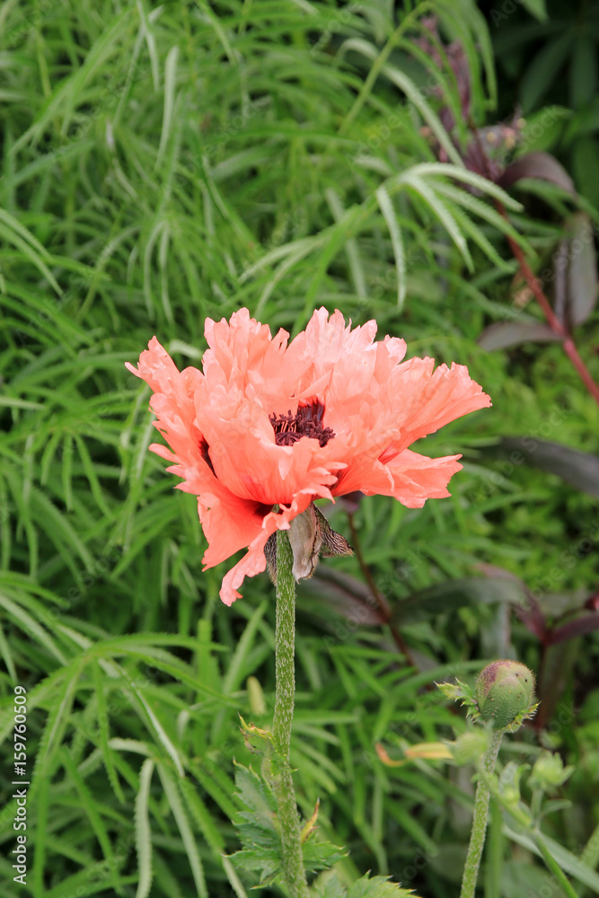 Pink poppy on the flower bed