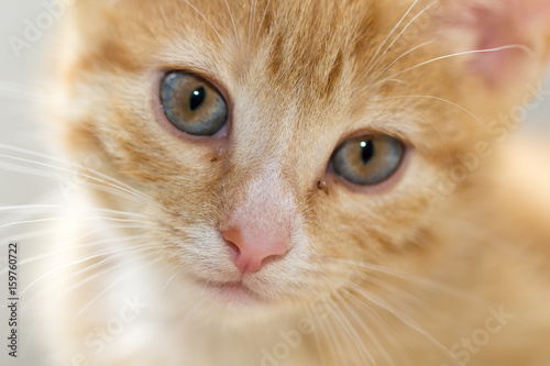 portrait of a cute little red kitten