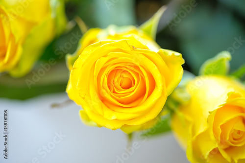 Fresh yellow roses   flower bright background  close-up